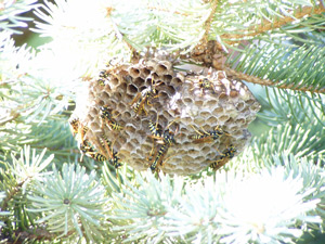 Wasp Nest About To Bew Sprayed By Gotcha Sprayer