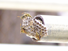 Wasp nest in a hand rail